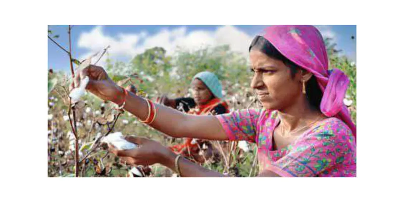 North India Cotton Acreage Falls as Farmers Shift to Paddy This Kharif Season